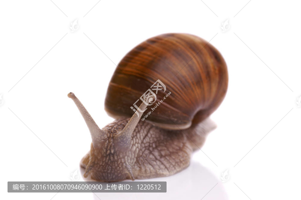 大蝸牛
