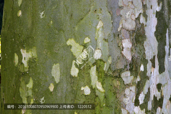 平面樹的近距離