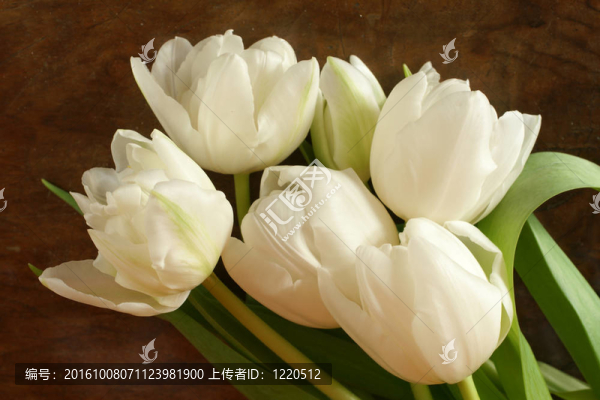 春天的優(yōu)雅