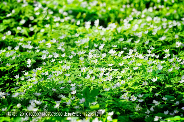地毯Flowers