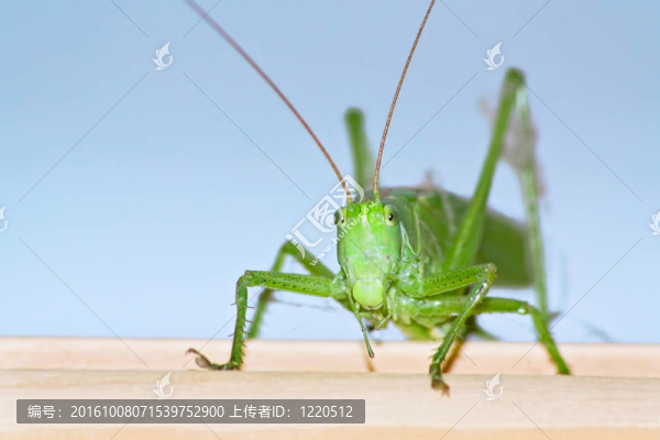 蝗蟲的肖像。
