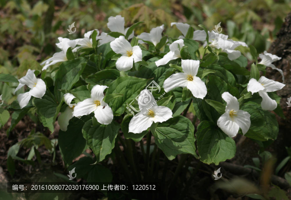 延齡草