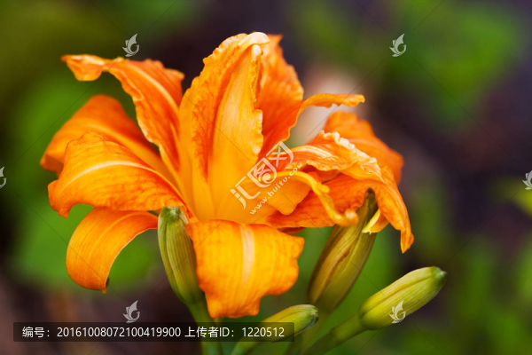 黃花菜
