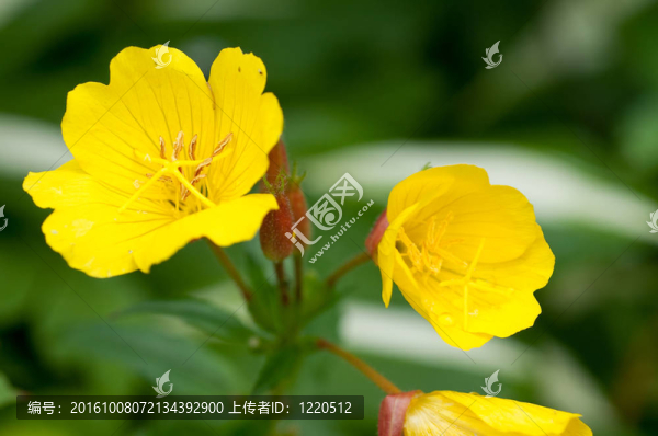 大黃花