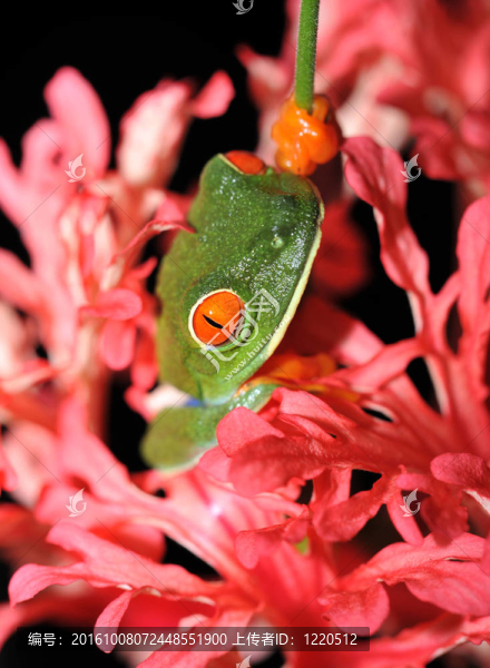 紅眼睛的綠色樹青蛙花2