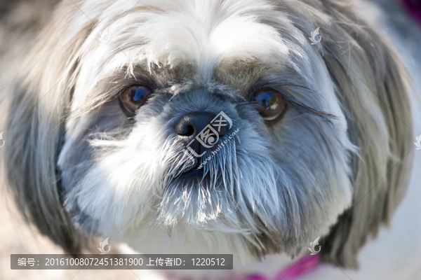 拉薩犬的狗臉特寫