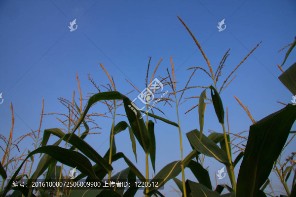 玉米和天空