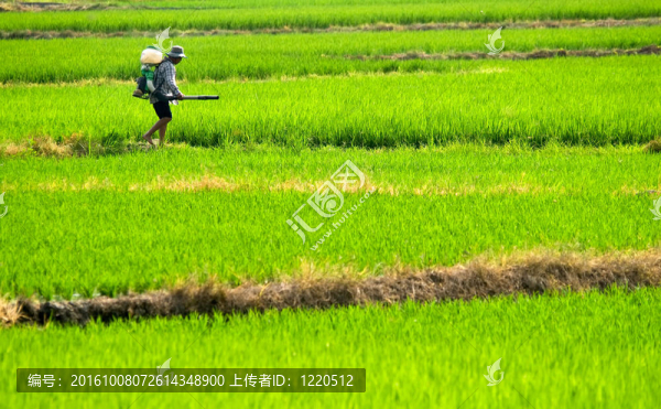 農民在農場噴灑殺蟲劑