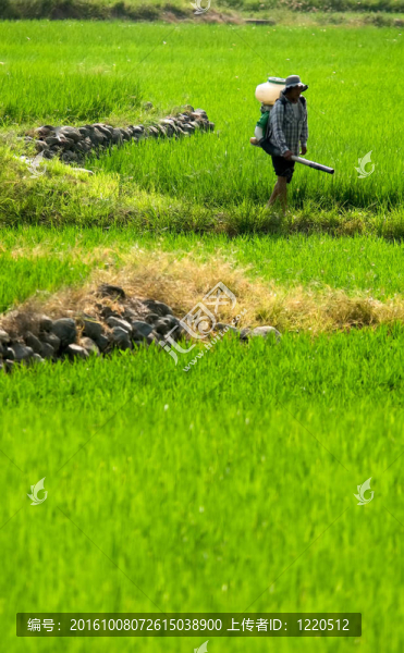 農(nóng)民在農(nóng)場噴灑殺蟲劑