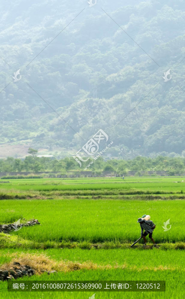 農(nóng)民在農(nóng)場(chǎng)噴灑殺蟲(chóng)劑