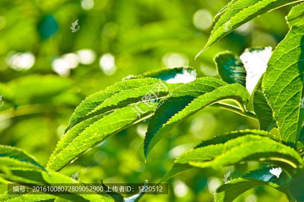 野生植物