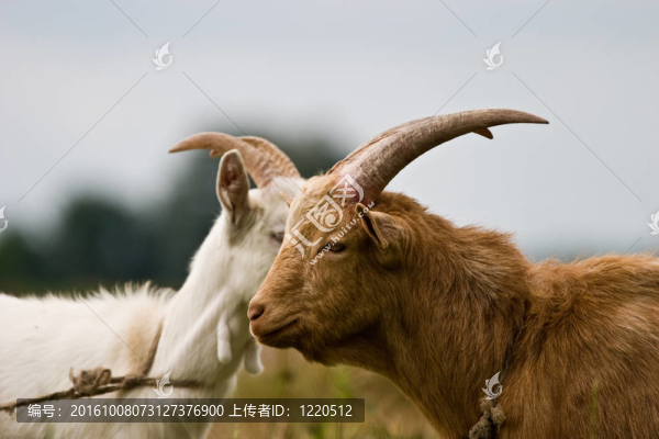山羊