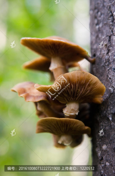 親愛的木耳