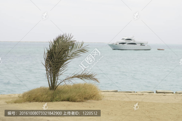 紅海