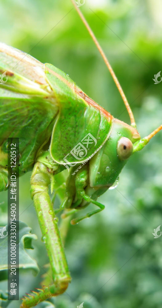 蝗蟲