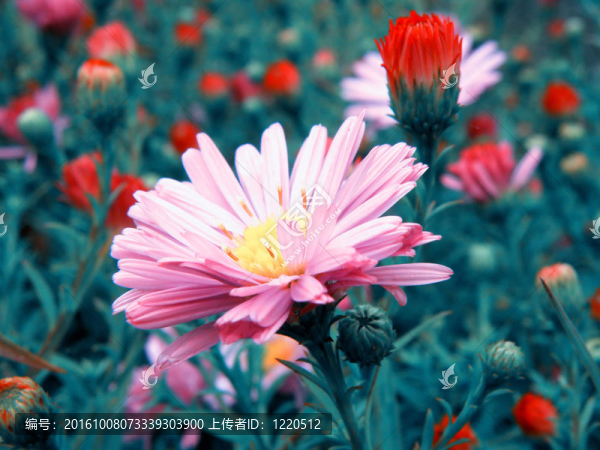 花