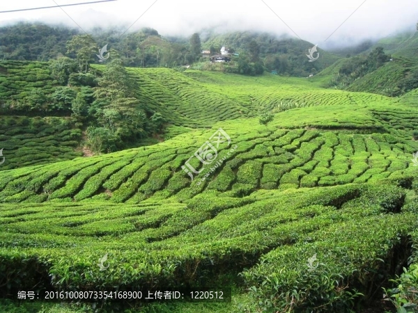 茶園