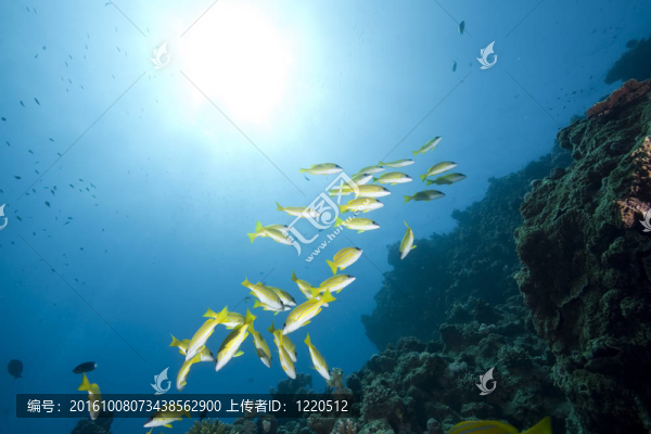 海洋藍(lán)條紋鯛魚