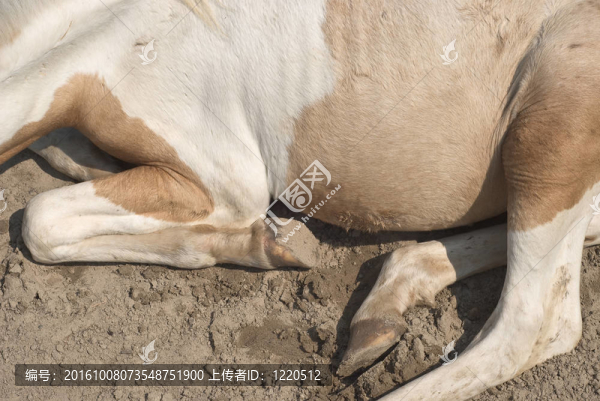 小馬在休息