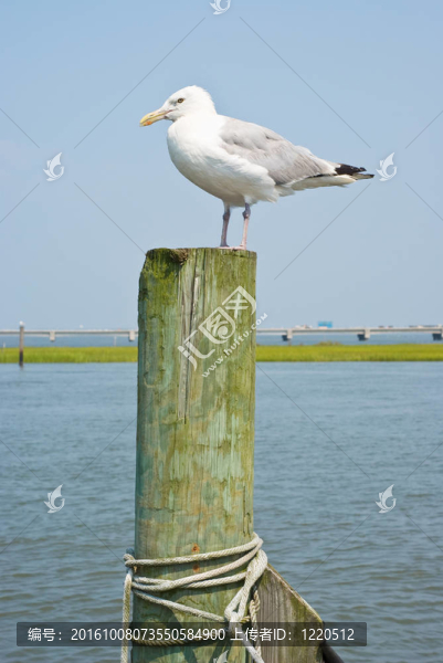 海鷗在打樁