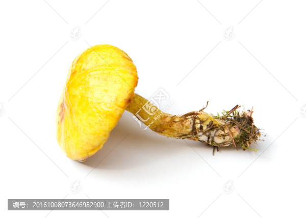 金針菇中分離