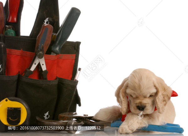 美國(guó)可卡犬的鋪設(shè)在施工工具