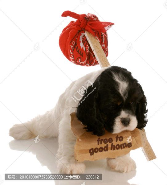 孤兒小狗美國可卡獵犬小狗找新家