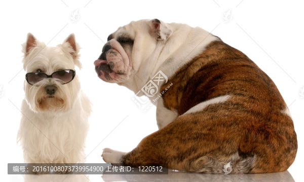 有趣的狗打架-英國斗牛犬和西高地白梗