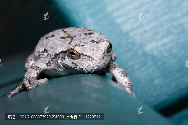 灰樹蛙