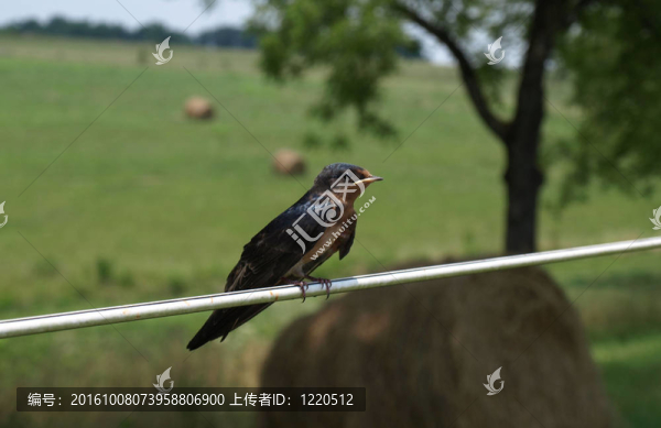 電線上的鳥