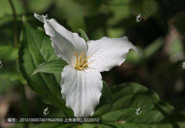 延齡草