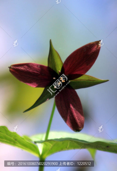 紅延齡草