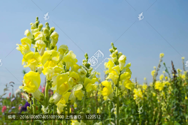 黃金魚草的花朵在藍色的天空