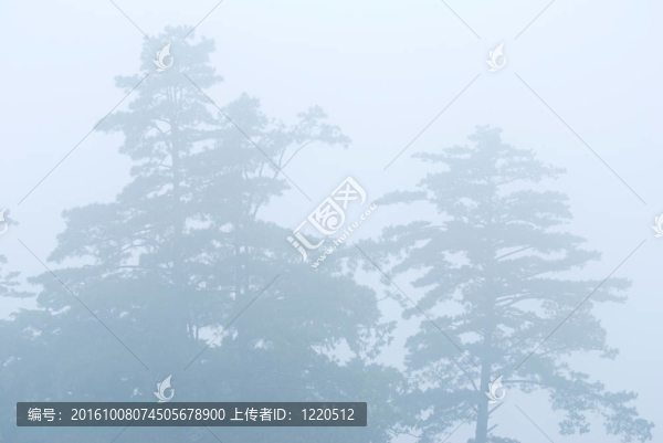 有霧的森林中的松樹