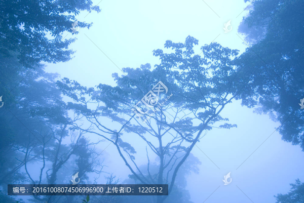 藍色的早晨在森林里有霧