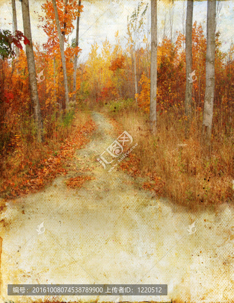 秋天的樹林的小路上垃圾背景