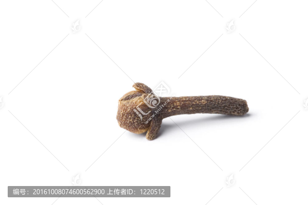 白色背景上的一個(gè)單一的丁香