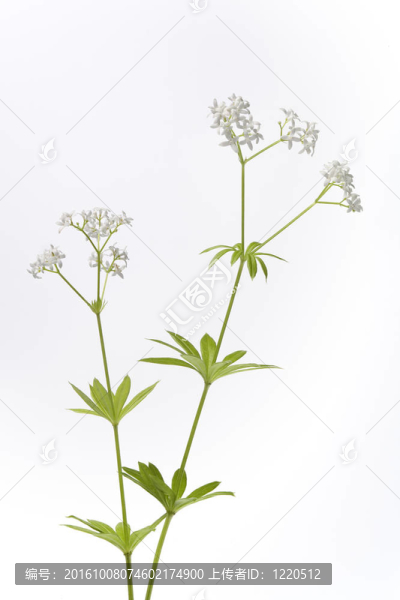 新鮮開花的半圓在白色背景上的葉子