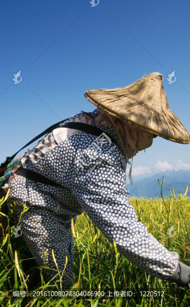 老虎百合農(nóng)民在農(nóng)場工作