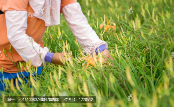 農(nóng)民工作的老虎百合農(nóng)場(chǎng)