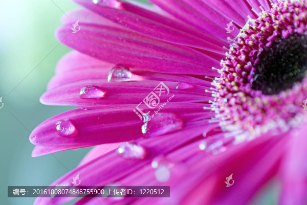 粉紅色的Gerbera,flower