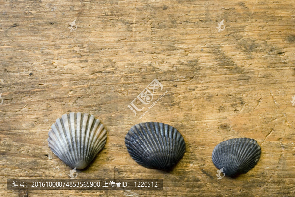 貝殼浮木