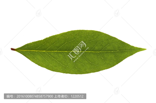 月桂樹葉。新鮮的香草