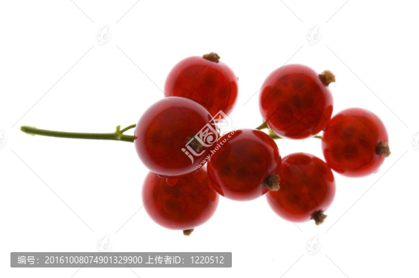 紅醋栗