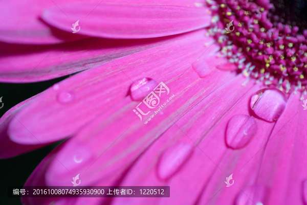 粉紅色的Gerbera,flower