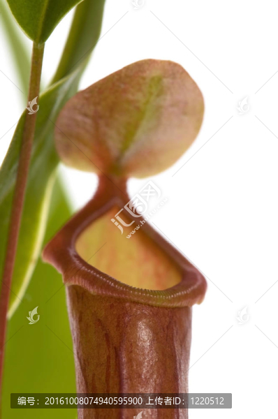 葉的食蟲植物-,Nepenthes