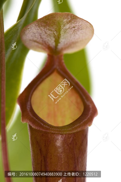 葉的食蟲植物-,Nepenthes