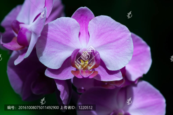 蘭花