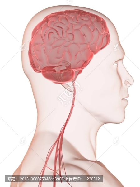 人類(lèi)的大腦
