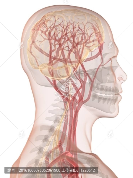 人類的大腦